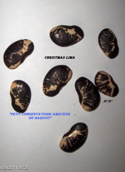 Fichier:HARICOT A ECOSSER Christmas lima-1.jpg
