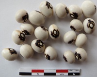 HARICOT A ECOSSER Saint Sacrement-1.jpg