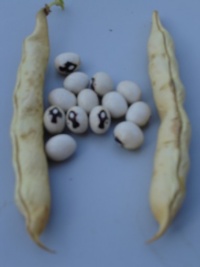 HARICOT A ECOSSER Saint Sacrement.jpg