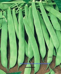 HARICOT A ECOSSER Soissons vert-1.jpg