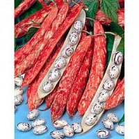 HARICOT A ECOSSER borlotto langue de feu-1.jpg