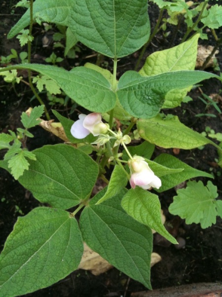 Fichier:HARICOT A ECOSSER coco de paimpol-1.jpg