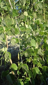 HARICOT A ECOSSER marie louise-2.jpg