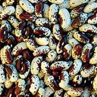 HARICOT A ECOSSER pawnee-1.jpg