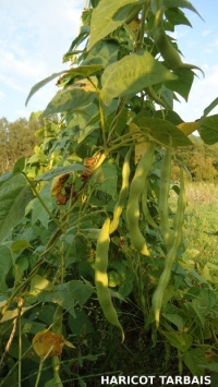 HARICOT A ECOSSER tarbais.jpg