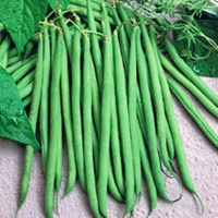 HARICOT FILET talisman-1.jpg