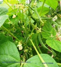 HARICOT MANGETOUT Pommier-1.jpg