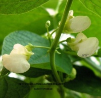 HARICOT MANGETOUT Pommier-2.jpg