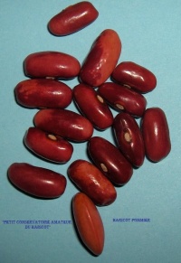 HARICOT MANGETOUT Pommier.jpg