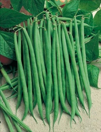 HARICOT MANGETOUT Soliman-1.jpg