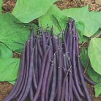 HARICOT MANGETOUT améthyst-1.jpg