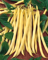 HARICOT MANGETOUT beurre de rocquencourt-1.jpg