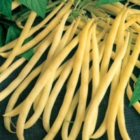 HARICOT MANGETOUT beurre de rocquencourt.jpg