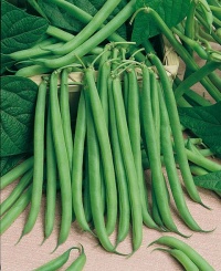 HARICOT MANGETOUT cabri-1.jpg