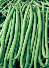 HARICOT MANGETOUT fin de bagnols.jpg