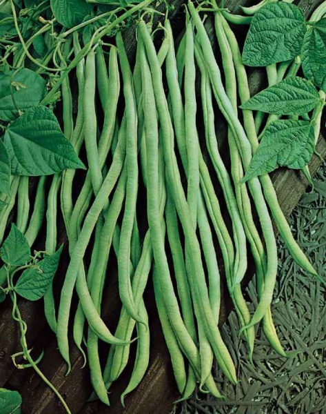 Fichier:HARICOT MANGETOUT fortex-1.jpg