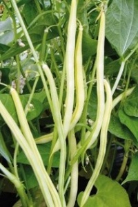 HARICOT MANGETOUT haricot rocbrun-1.jpg