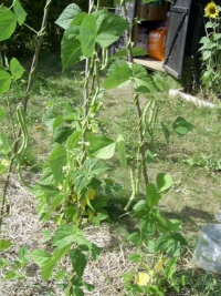 HARICOT MANGETOUT hilds neckarkönigin.jpg