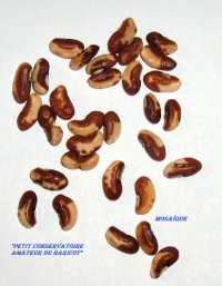 HARICOT MANGETOUT mosaïque.jpg