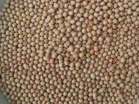 HARICOT MANGETOUT oeil de perdrix-1.jpg