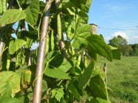 HARICOT MANGETOUT oeil de perdrix-2.jpg