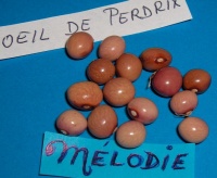 HARICOT MANGETOUT oeil de perdrix.jpg