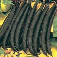 HARICOT MANGETOUT purple teepee-1.jpg