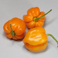 Habanero Roatan Pumpkin.jpg