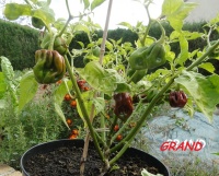 Habanero black stinger-1.jpg