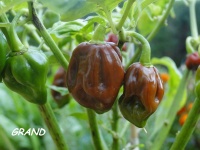 Habanero black stinger-2.jpg