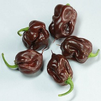 Habanero black stinger.jpg