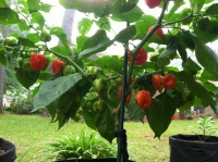 Habanero caribbean red-2.jpg