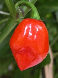 Habanero caribbean red.jpg