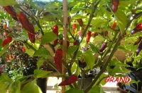 Habanero condor's beak-2.jpg