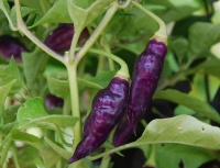 Habanero condor's beak.jpg