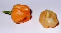 Habanero davie peach.jpg