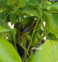 Habanero green-1.jpg