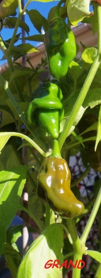 Habanero green-2.jpg