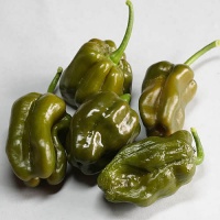 Habanero green.jpg