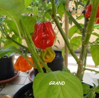 Habanero hawaiian-1.jpg