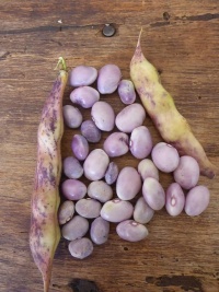 Haricot à écosser à rames “A Goût De Chataigne D'Echenans”-1.jpg