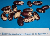 Haricot à écosser Jacob's Cattle.jpg