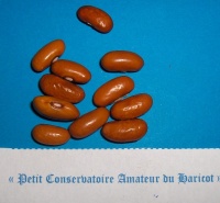 Haricot Aranjeso.jpg