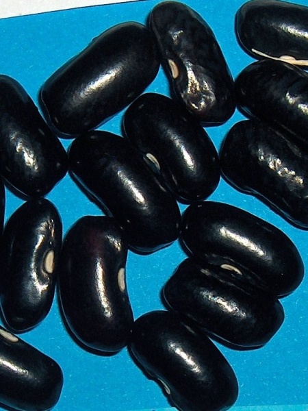 Fichier:Haricot Black Valentine.jpg