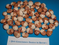 Haricot Coco Bicolore Prolifique.jpg