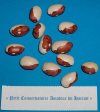 Haricot Coco de Belle-Ile.jpg