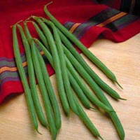 Haricot Jade Bush-1.jpg