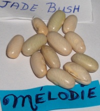 Haricot Jade Bush.jpg