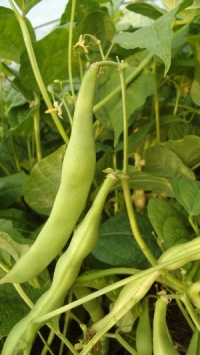 Haricot Lingot du Nord.jpg