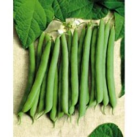 Haricot Mangetout Larma-1.jpg